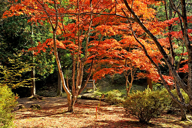 redleaves